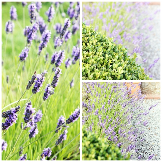 lavender collage